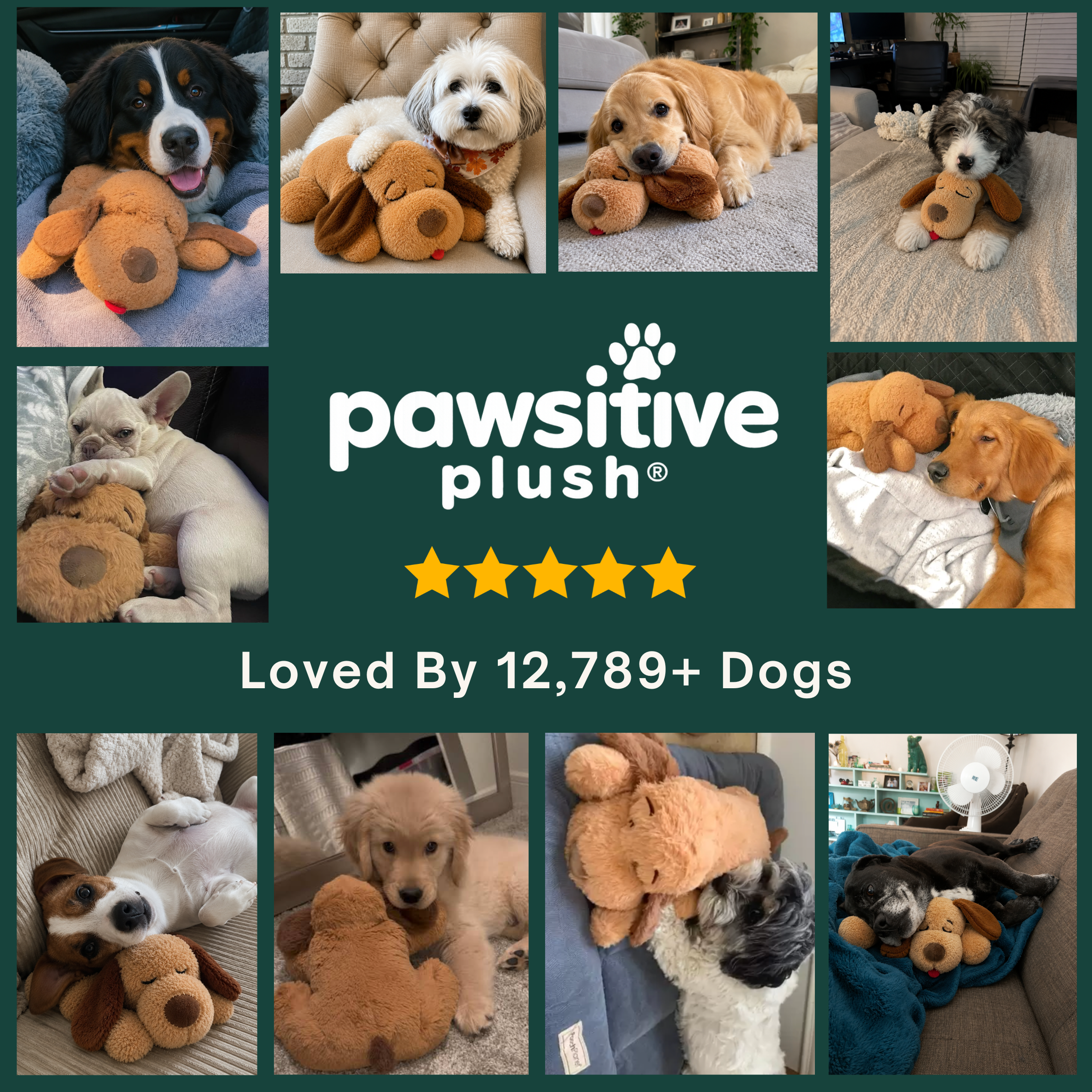 Puppy Starter Kit