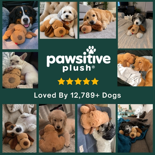 Puppy Starter Kit